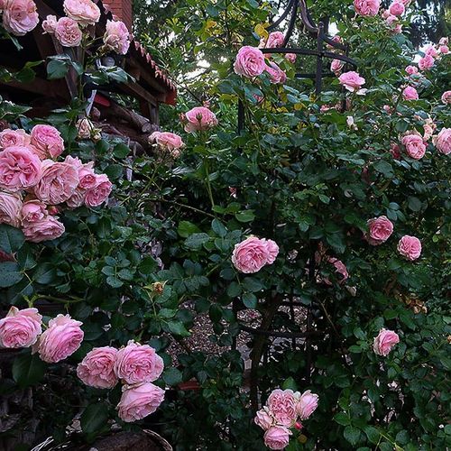 Różowy - Róże pienne - z kwiatami róży angielskiej - korona zwisająca
